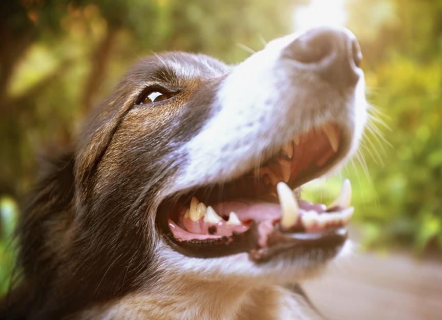 Why Do Dogs Salivary Glands Swell